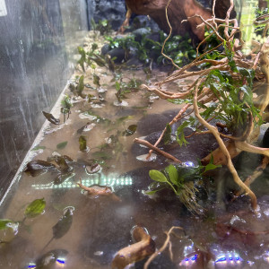 Publication de JPS31