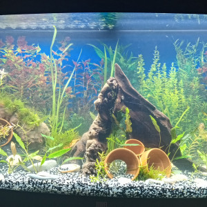 Publication de Ffarfadet