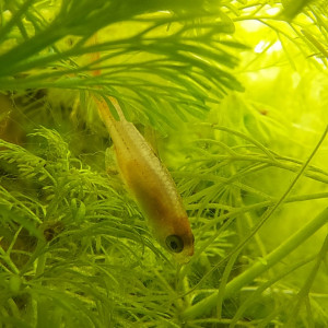 Publication de Nymeria