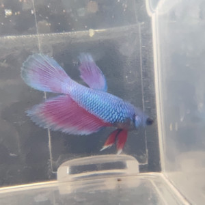 Betta 10