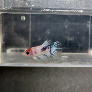 Betta 3