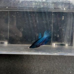 Betta 5