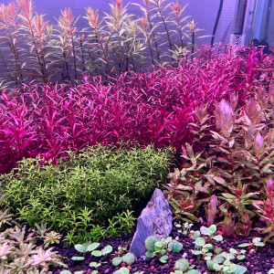 Publication de Edmon