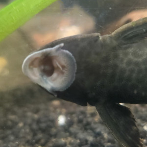 Échange plecos et notropis