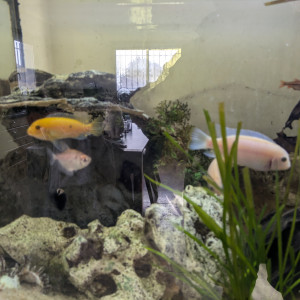 Bonjour, je vends cichlidé mbuna jaune ou albinos de grande taille