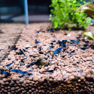 Crevettes neocaridina bleu velvet