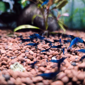 Crevettes neocaridina bleu velvet