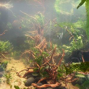 Publication de JPS31