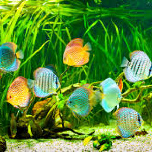 Récupération / échange poissons et plantes d’eau douce