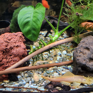 Vends Ancistrus Gold (dolichopterus