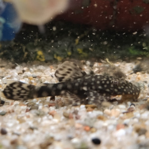 ancistrus