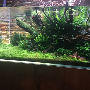 Publication de MARGINATUS