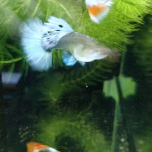 Guppys sélection dumbo Santa Claus