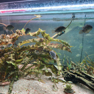 Publication de shanganagh-takhisis