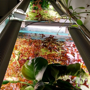 Publication de STK54