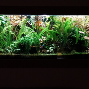 Publication de STK54