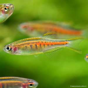 Danio choprae