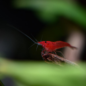 Publication de Erzalt