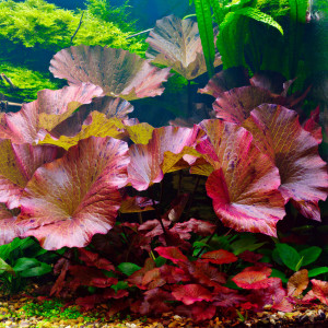 AquaShrimp95