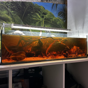 Ramirezi electric blue