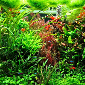 PLANTE AQUARIUM