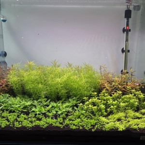 Publication de boubou59