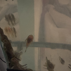 Ancistrus