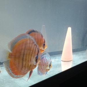 Bac discus