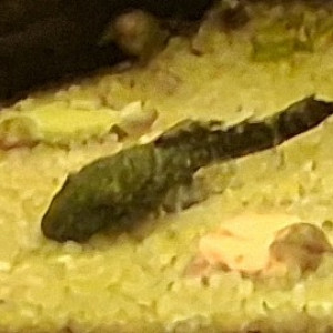 Recherche melanoides et aselles