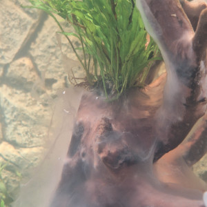 Publication de Lafeeverte