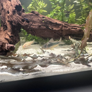 6 corydoras