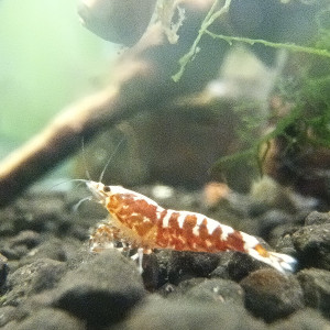Red Galaxy Zebra Snowflake Fishbone