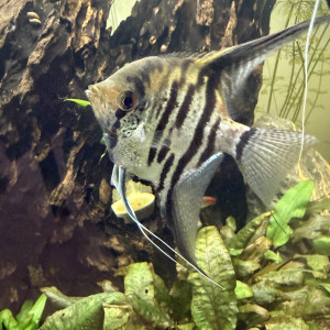 Publication de Xvr-91