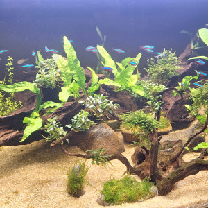 Publication de JV973