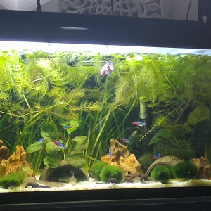 Publication de Betta_dutch60