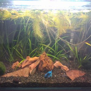 Publication de Betta_dutch60