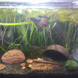 Publication de Betta_dutch60