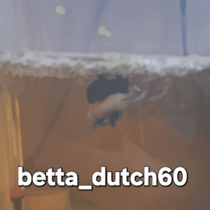 Publication de Betta_dutch60