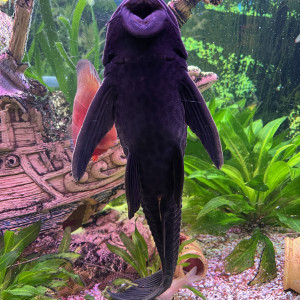 pleco