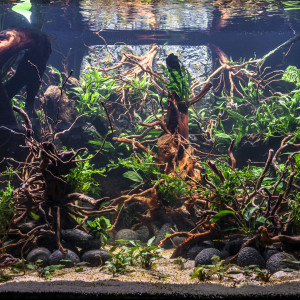 Publication de JPS31