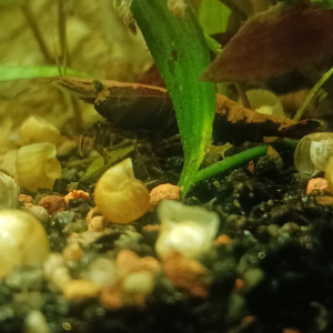 Publication de Lumio44