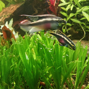 Publication de Lumio44