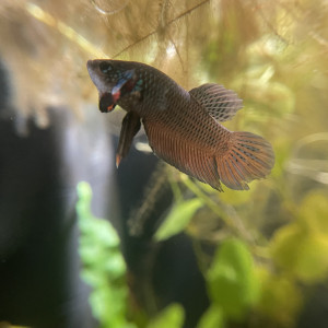 Publication de Scylla_59