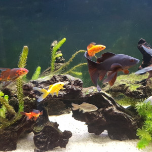 Publication de NEGUS69