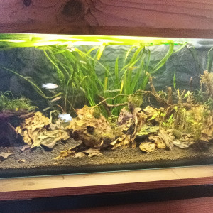 Publication de Chewbaccka