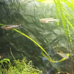 Publication de Chewbaccka