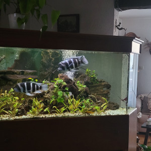 Vends aquarium d'angle en 2 niveaux