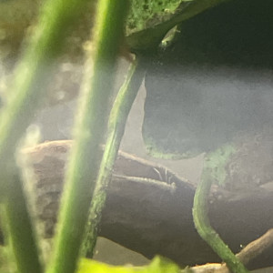 Publication de Karaba333