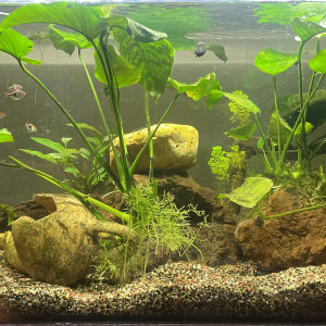 Publication de Karaba333