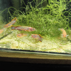 121 03 Couple Fundulopanchax nigerianus innidere